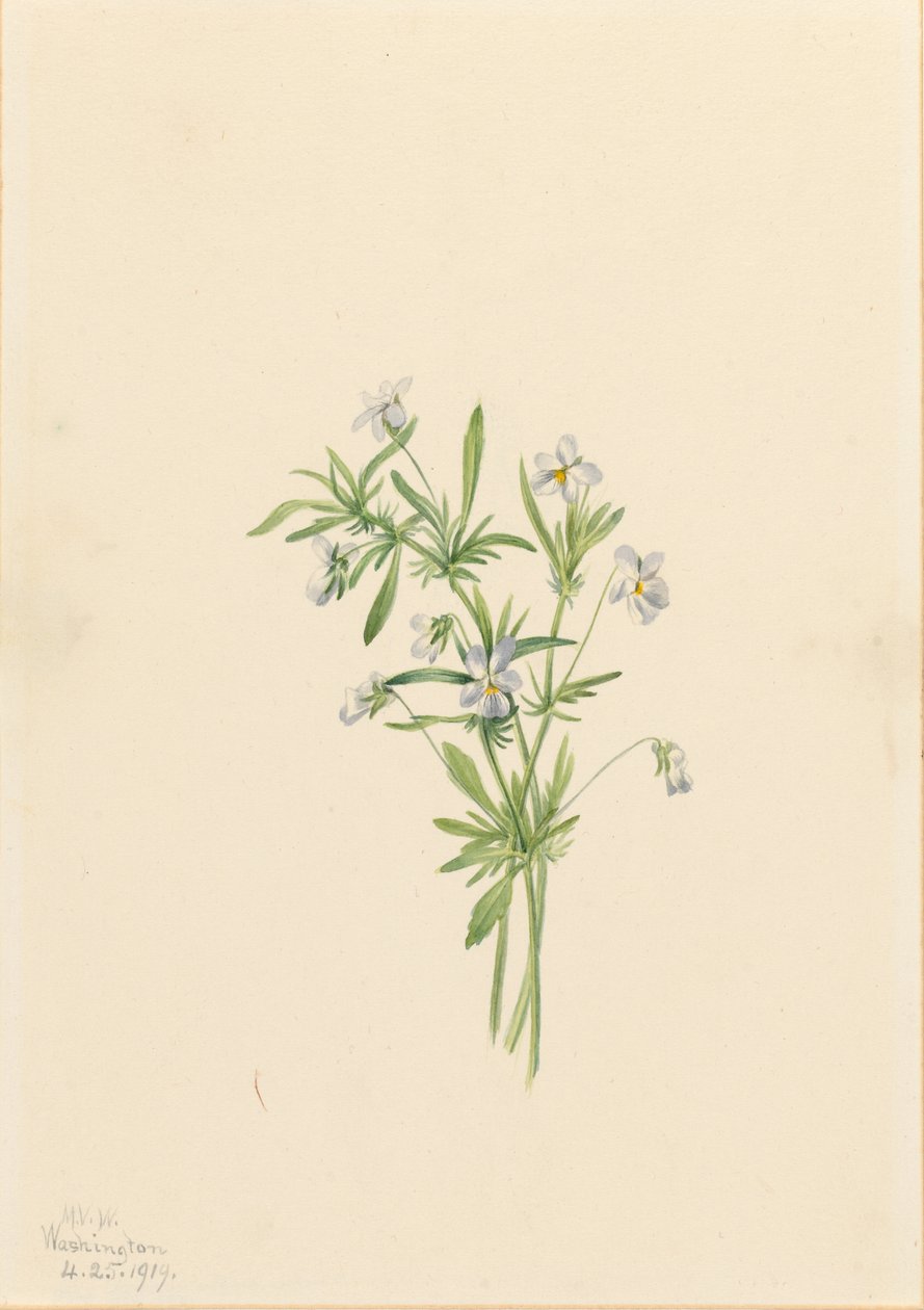  by Mary Vaux Walcott