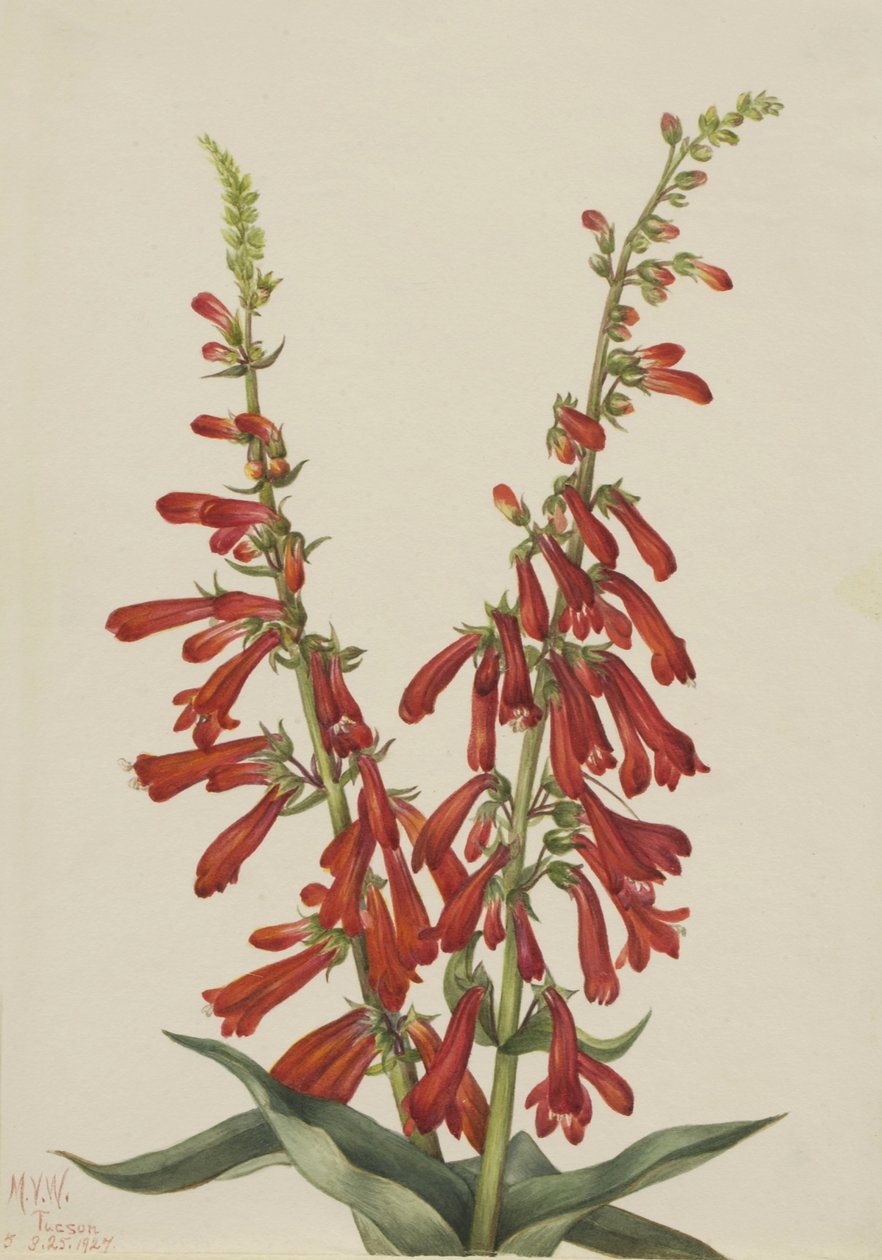  by Mary Vaux Walcott
