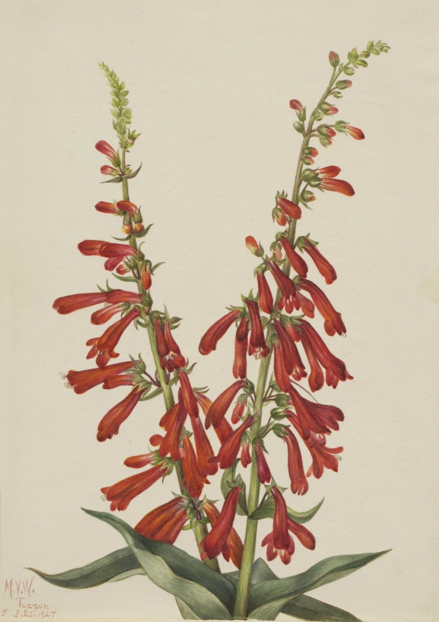 Yangın Penstemon Penstemon eatonii, 1927. by Mary Vaux Walcott