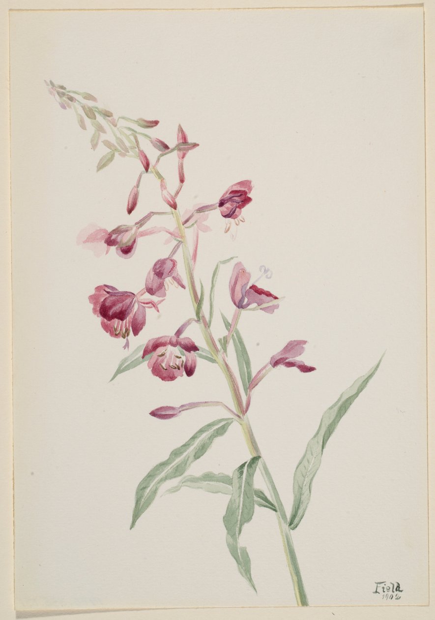  by Mary Vaux Walcott
