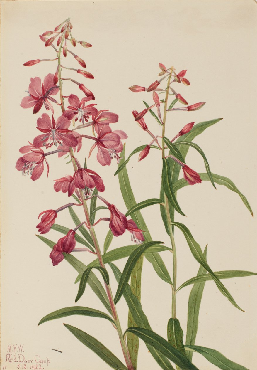 Fireweed Epilobium angustifolium, 1922. by Mary Vaux Walcott