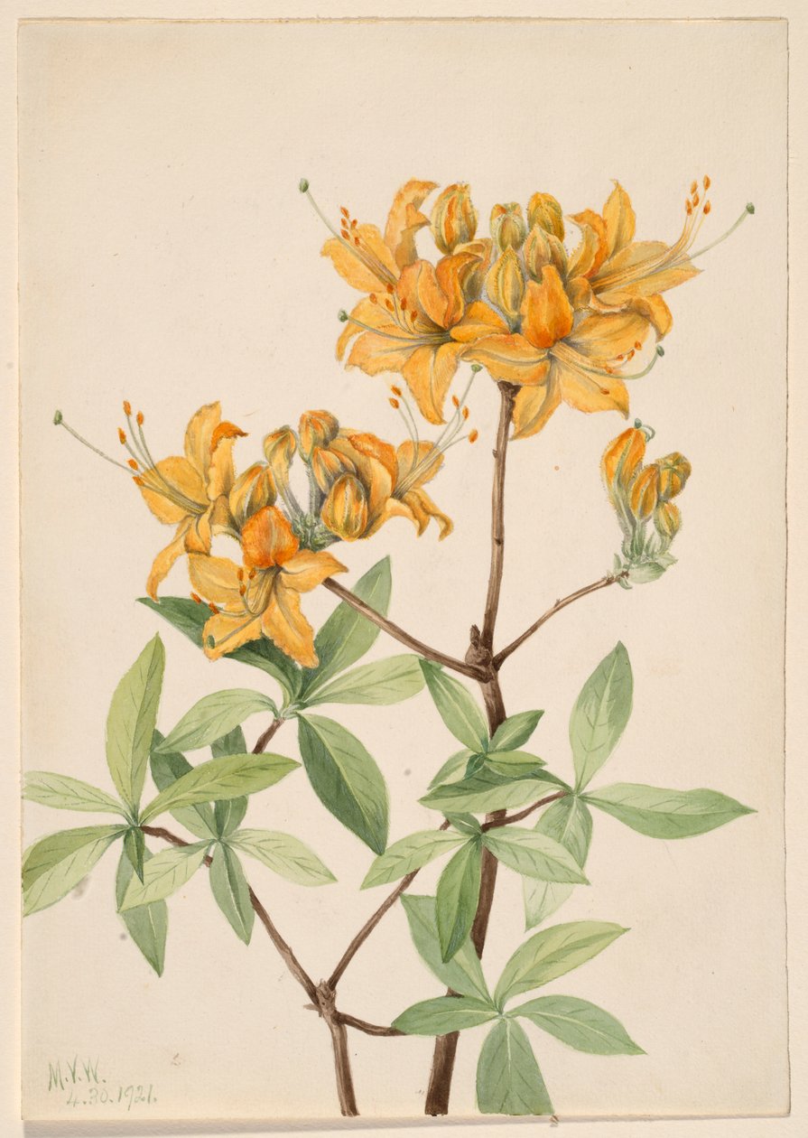  by Mary Vaux Walcott