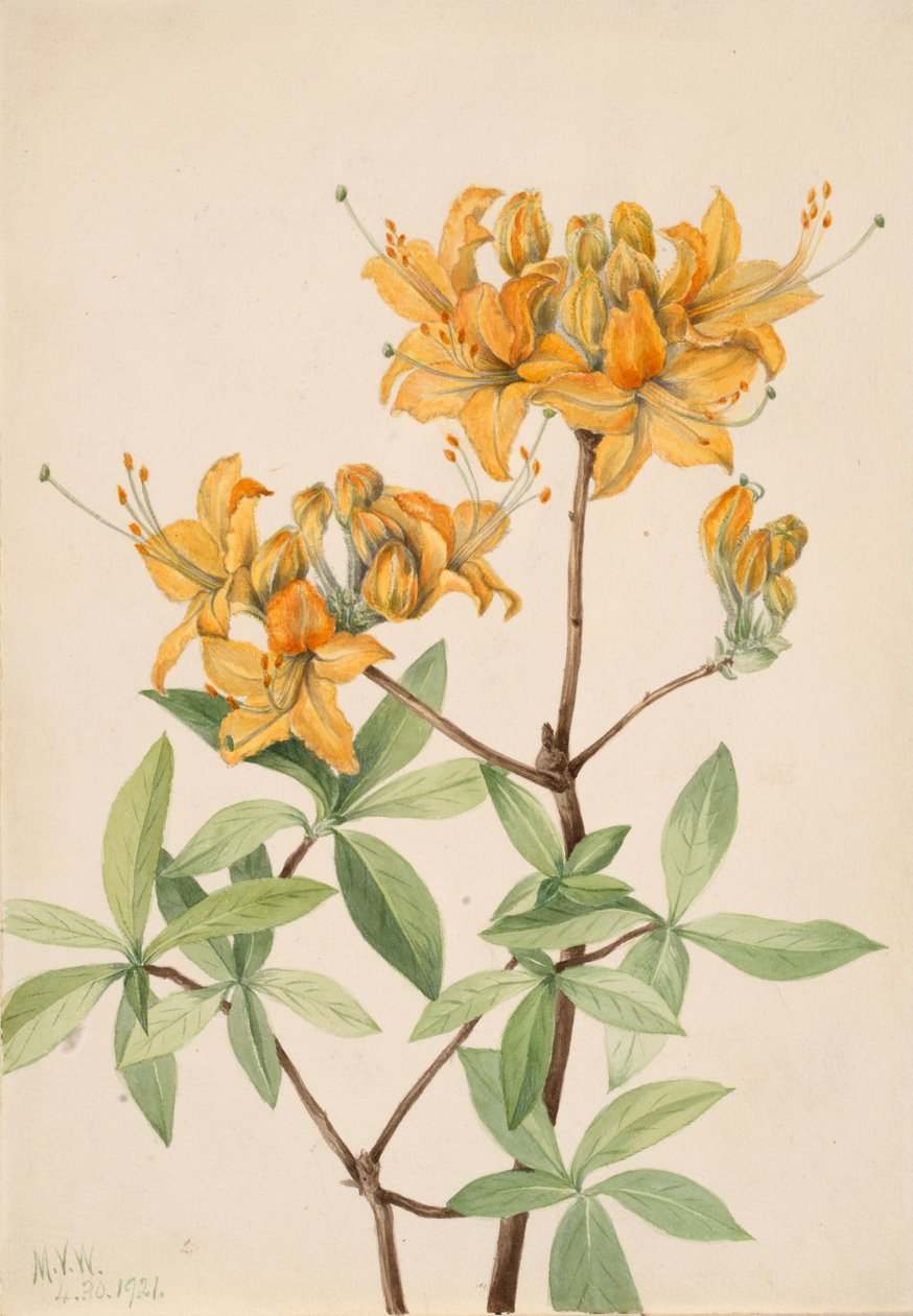 Alev Açelya Açelya lutea, 1921. by Mary Vaux Walcott