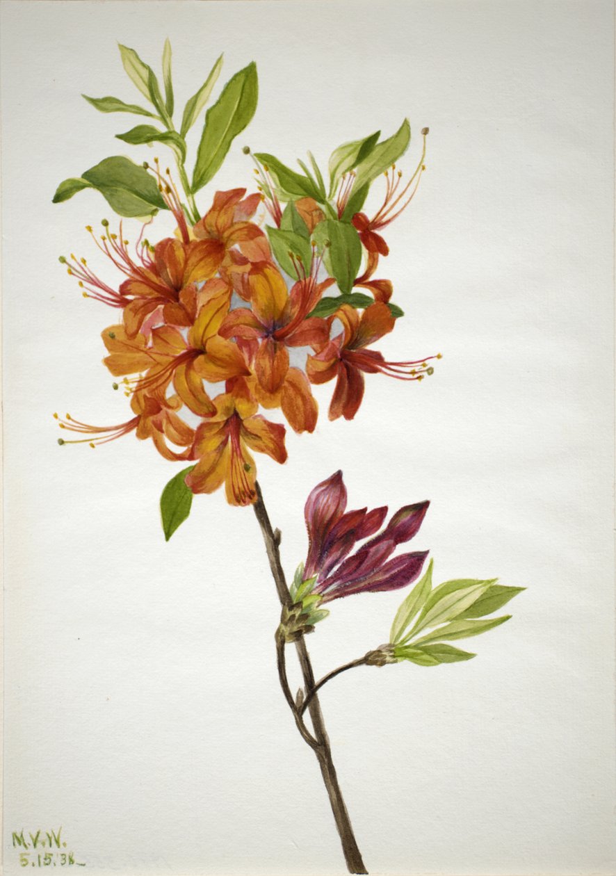Alev Açelya Rhododendron speciosum, 1938 by Mary Vaux Walcott