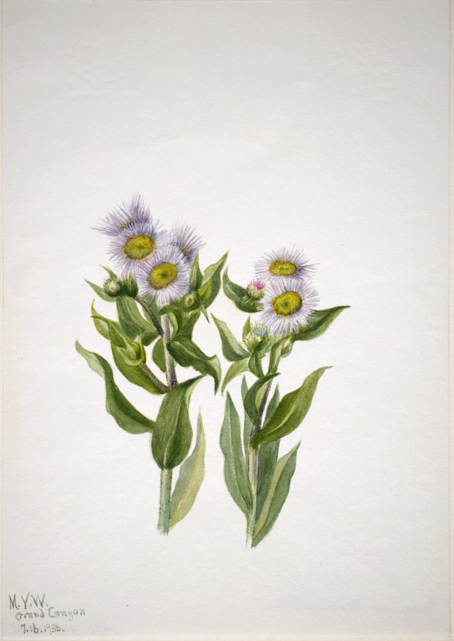  by Mary Vaux Walcott