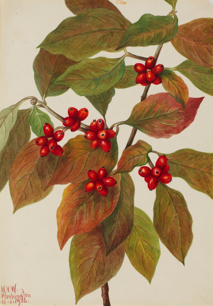 Çiçekli Kızılcık Cornus florida, 1926. by Mary Vaux Walcott