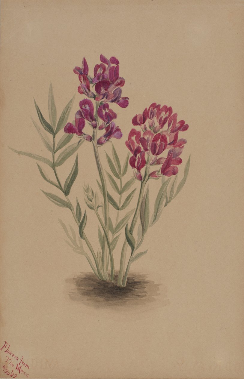  by Mary Vaux Walcott