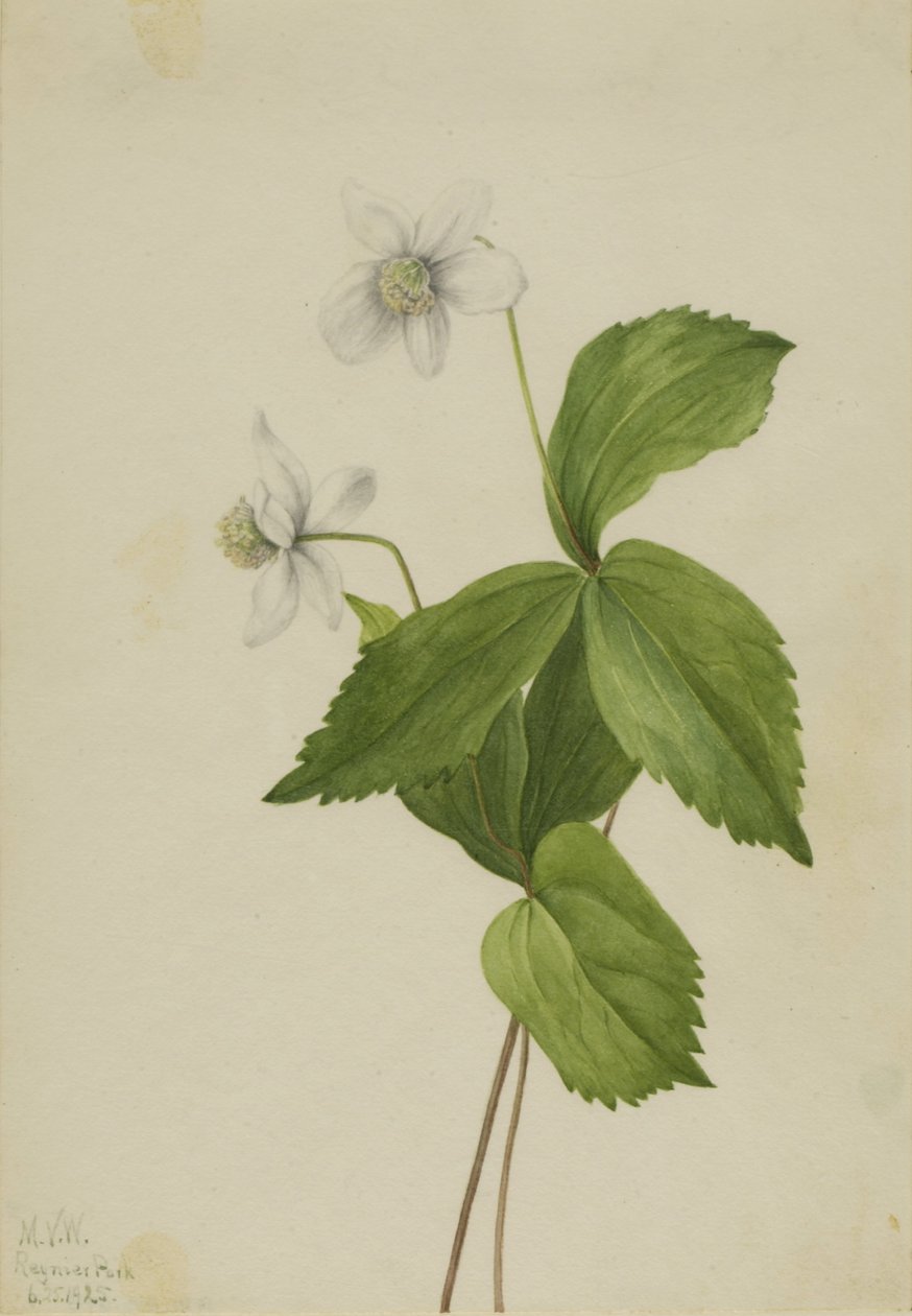  by Mary Vaux Walcott