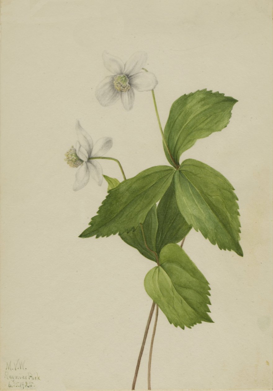Orman Anemon Anemon deltoidea, 1925. by Mary Vaux Walcott