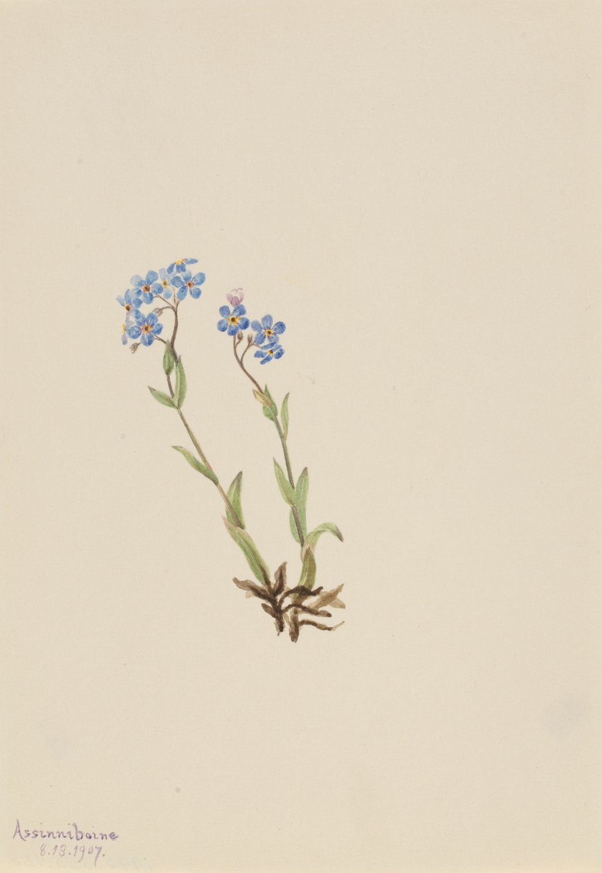  by Mary Vaux Walcott