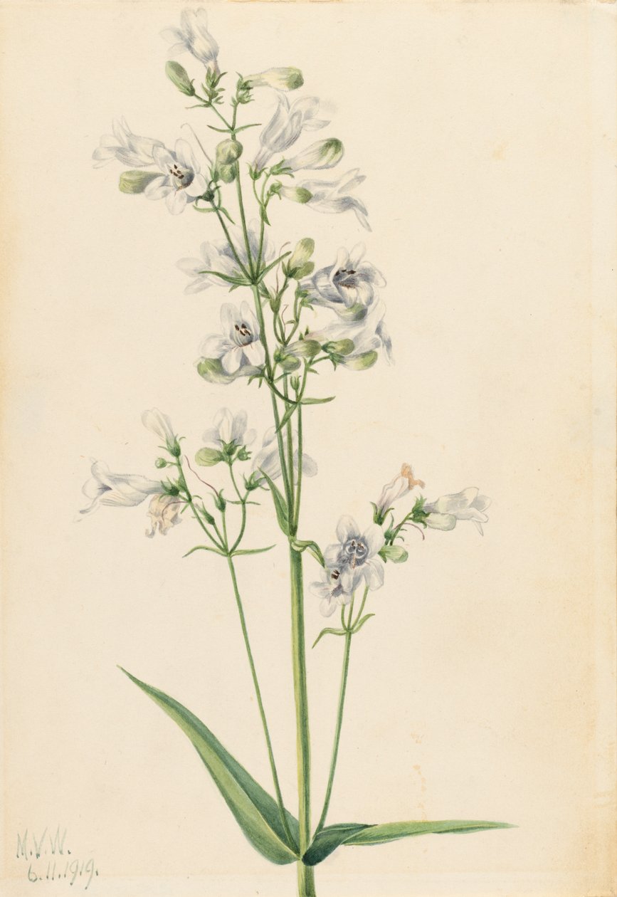 Foxglove Penstemon Penstemon digitalis, 1919. by Mary Vaux Walcott