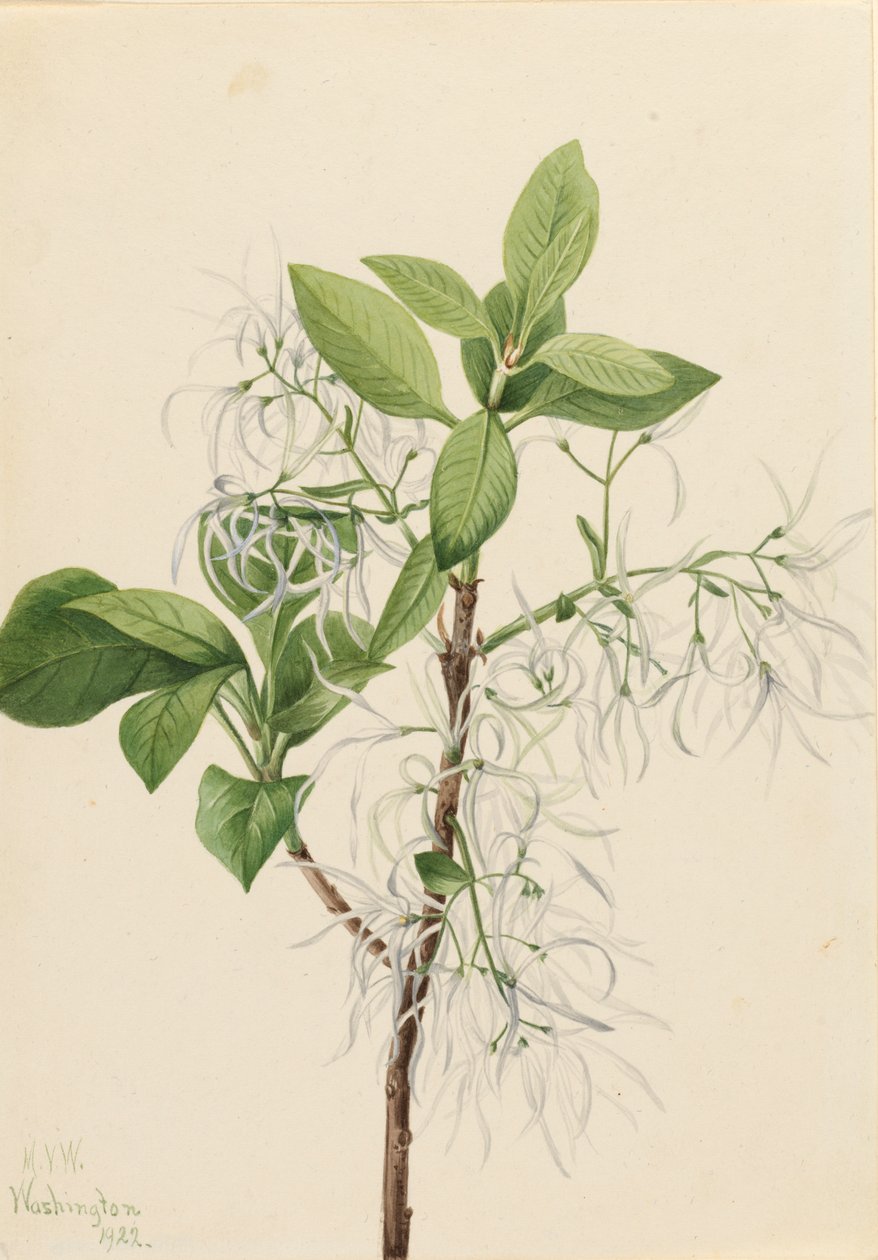 Saçak Ağacı Chionanthus virginica, 1922. by Mary Vaux Walcott