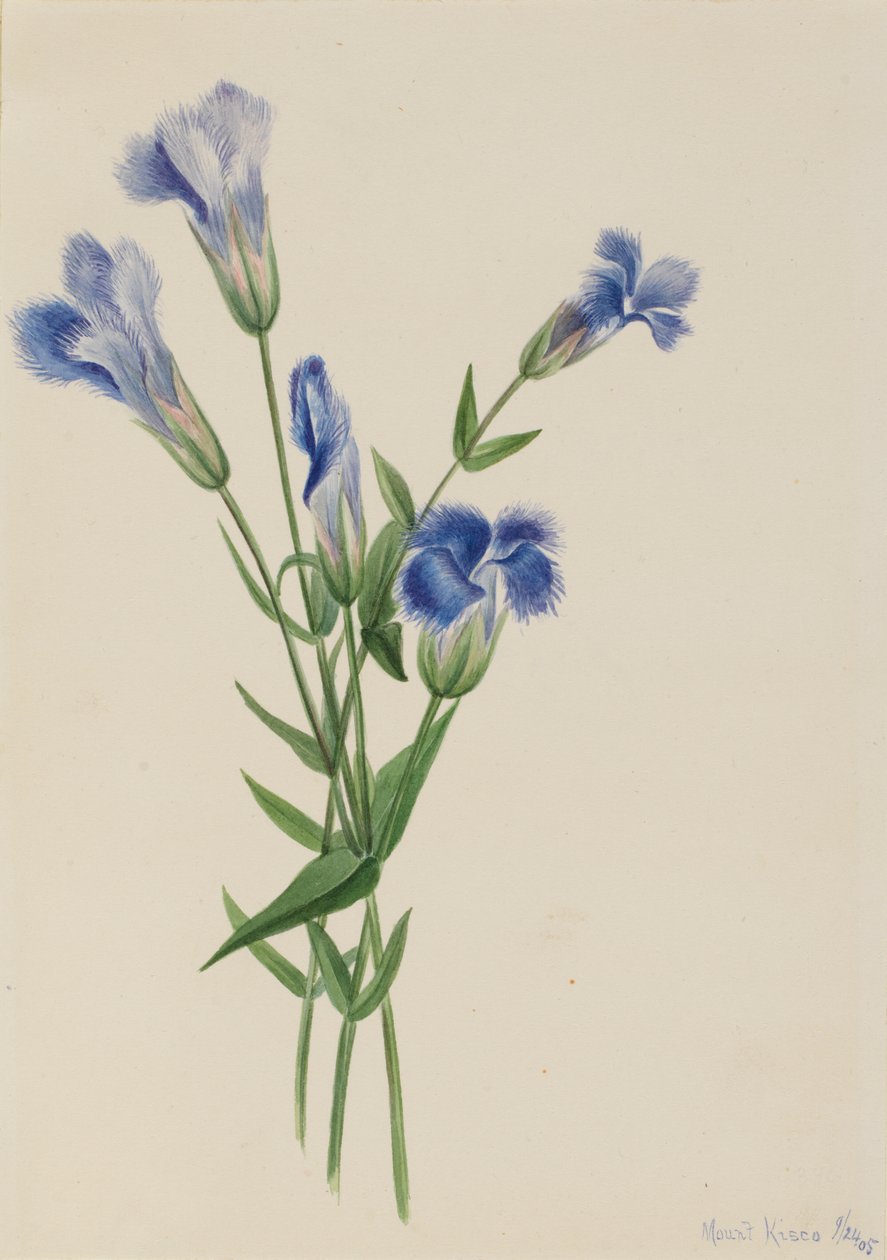 Saçaklı Gentian Gentiana kuyruklu yıldızı, 1905 by Mary Vaux Walcott