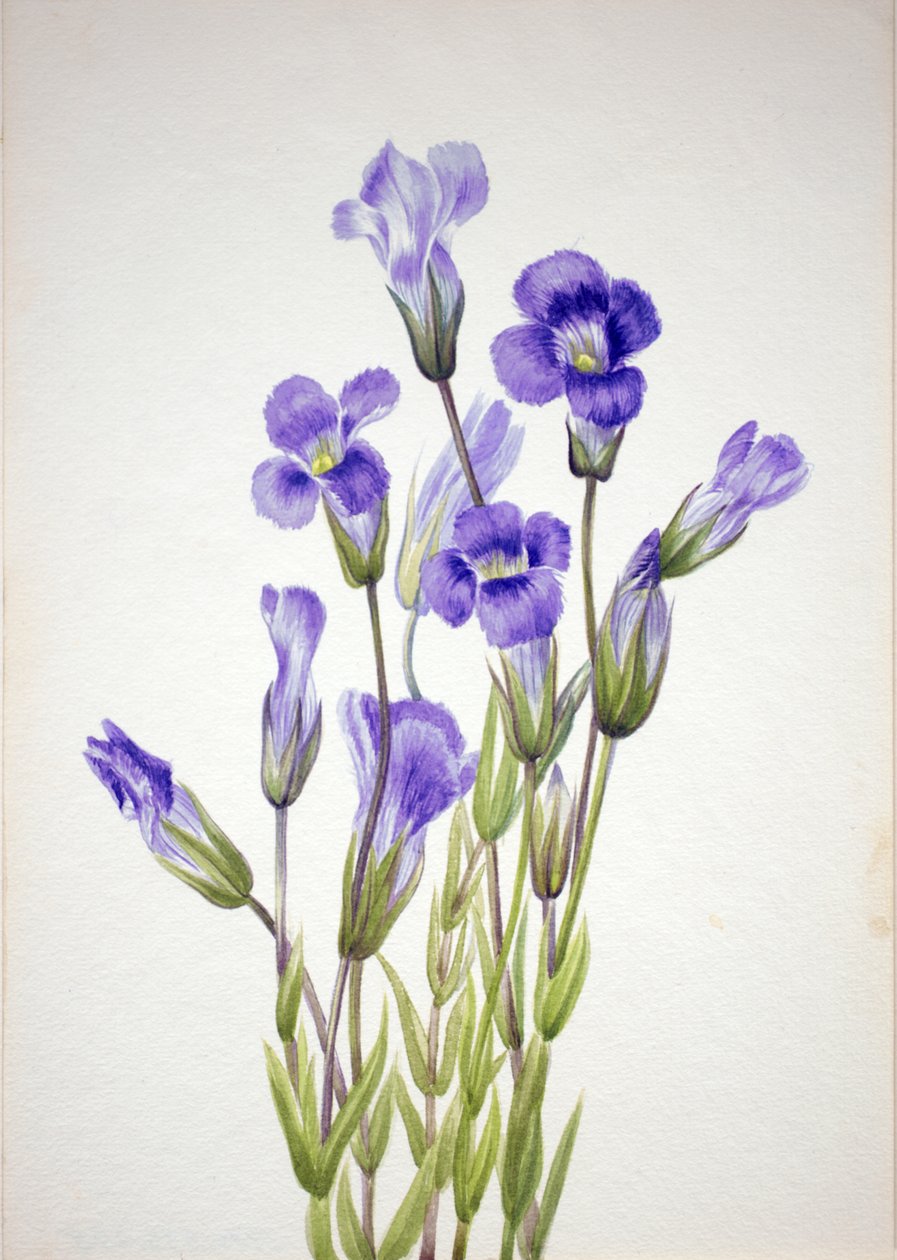 Saçaklı Gentian Gentiana elegana, 1933. by Mary Vaux Walcott