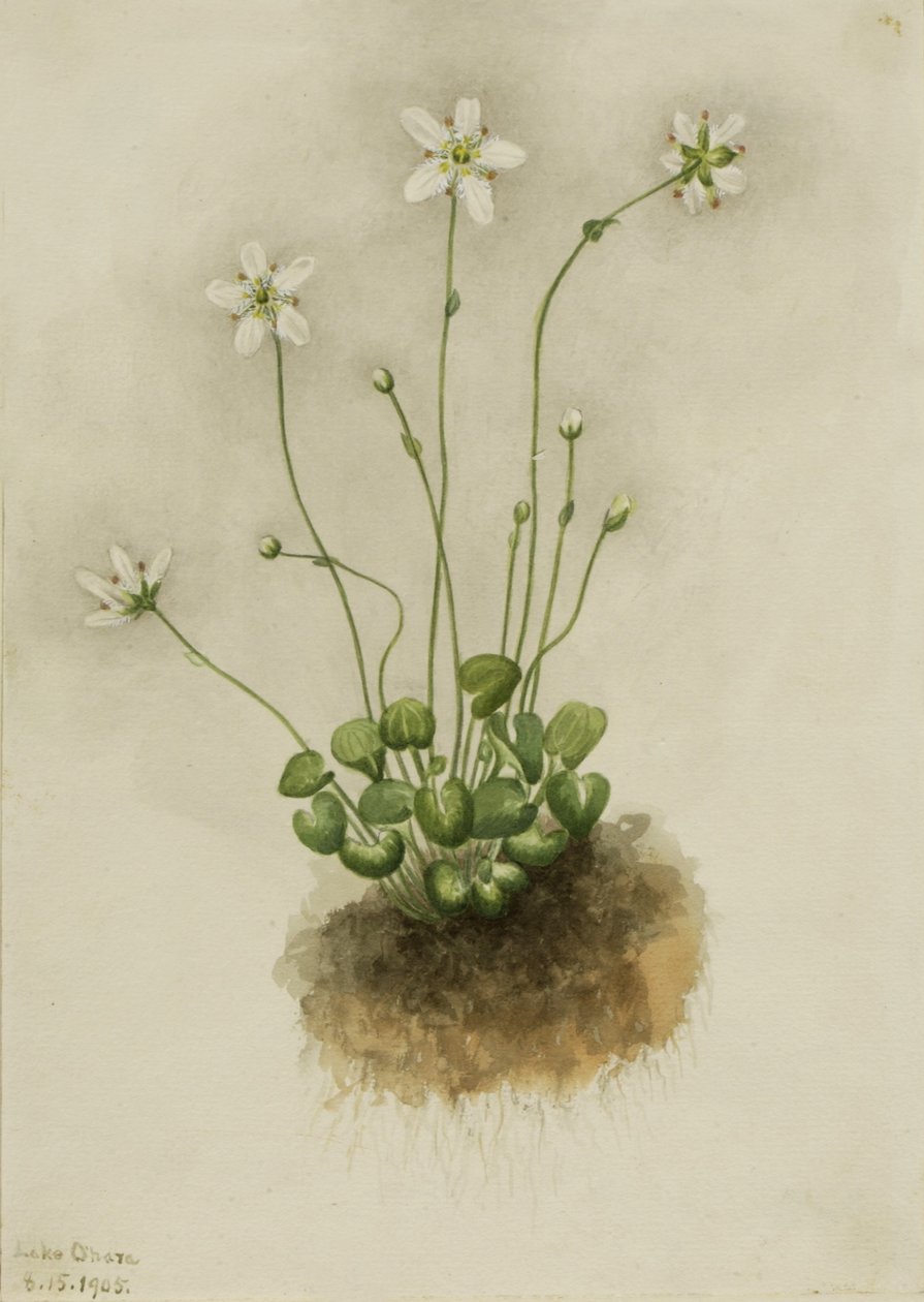  by Mary Vaux Walcott