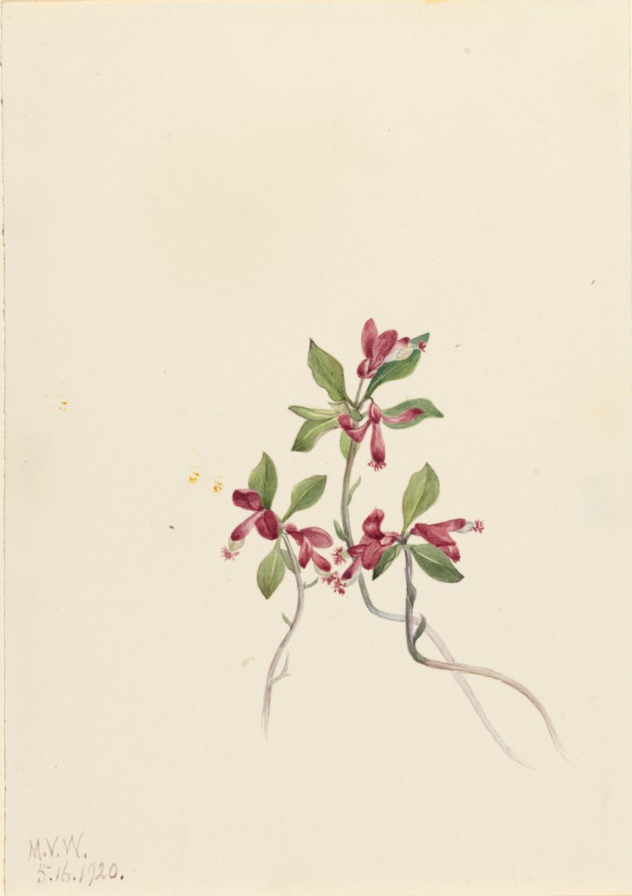 Saçaklı Polygala Polygala paucifolia, 1920. by Mary Vaux Walcott