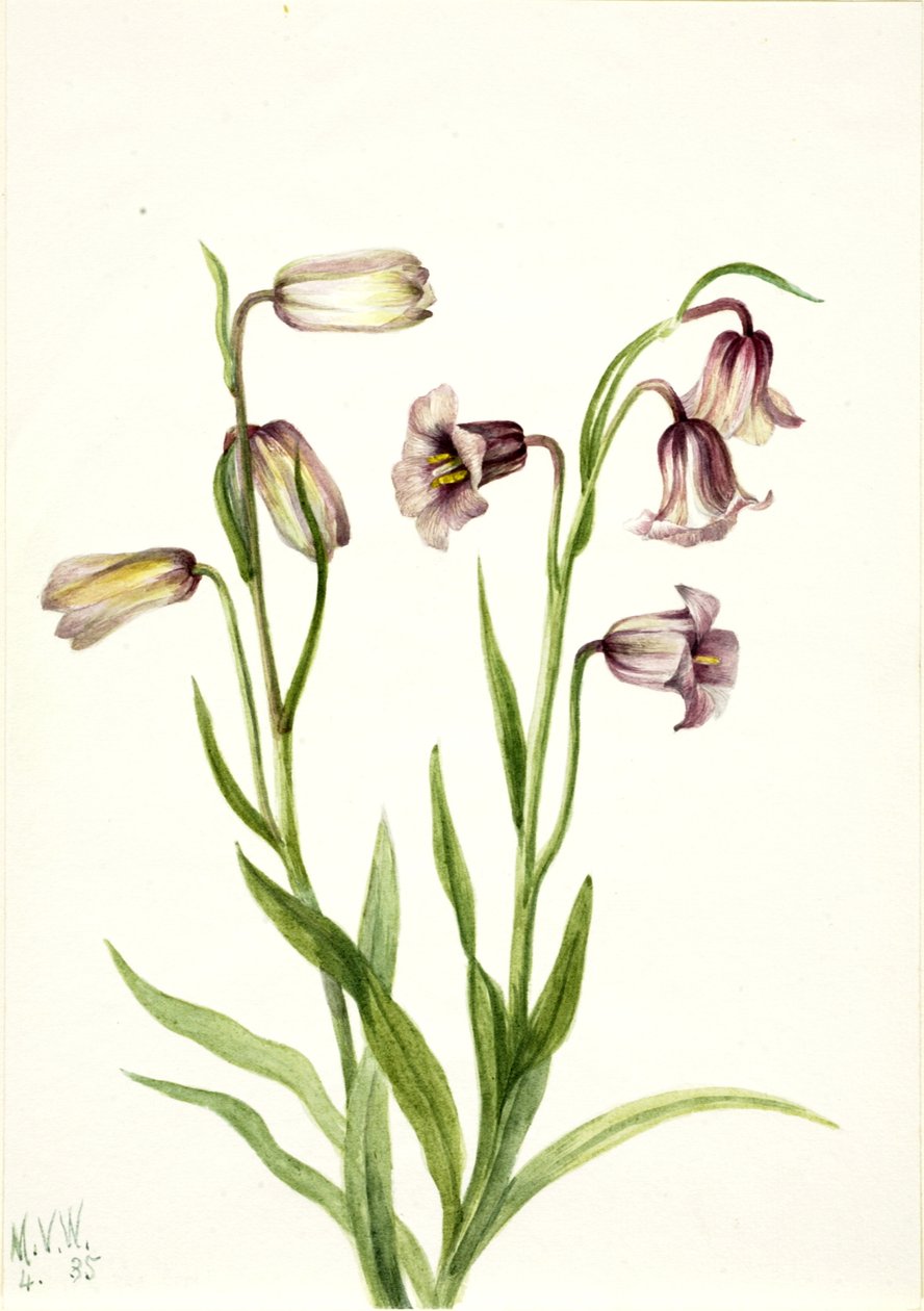 Fritillary Fritillaria biflora, 1935. by Mary Vaux Walcott