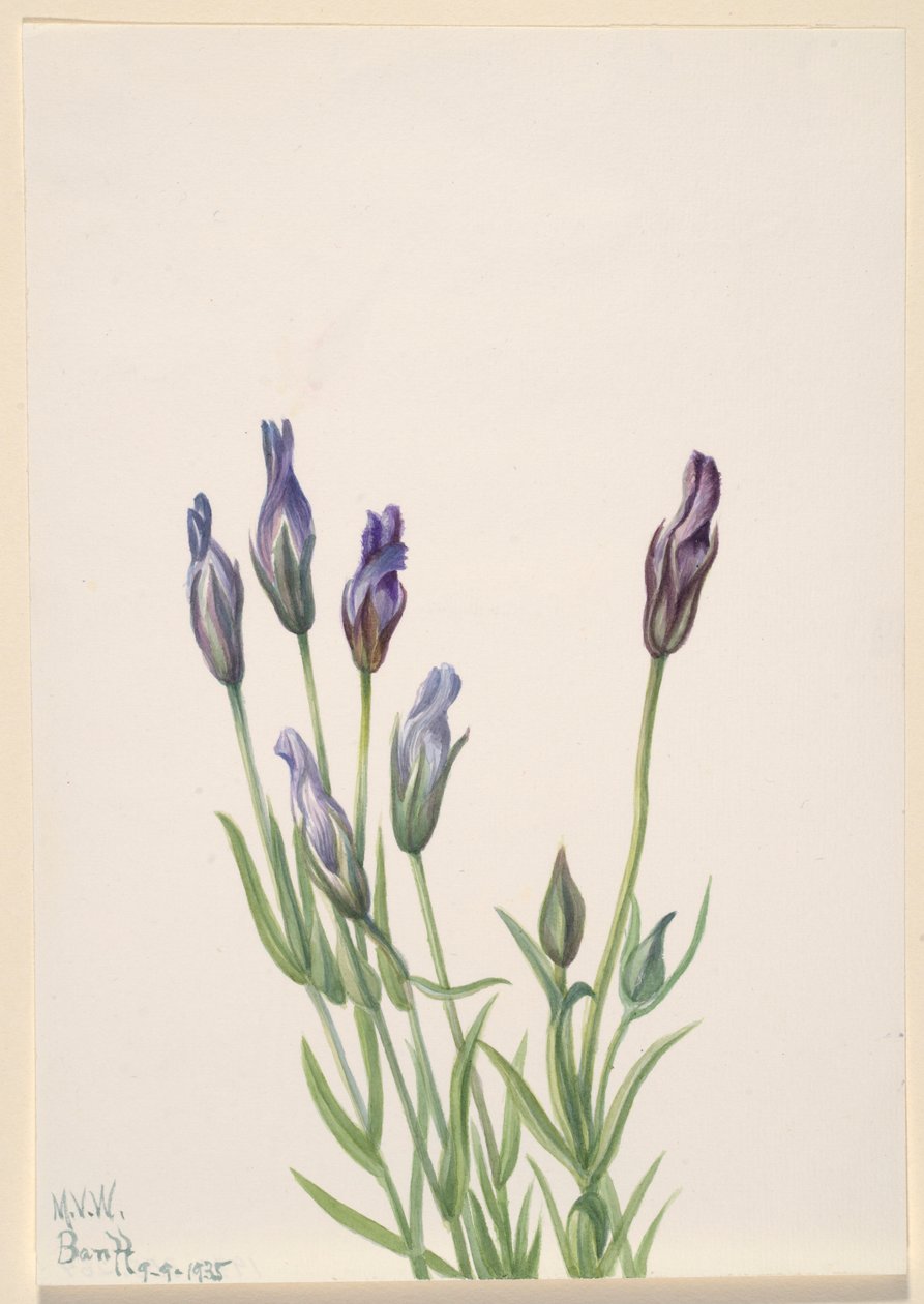  by Mary Vaux Walcott