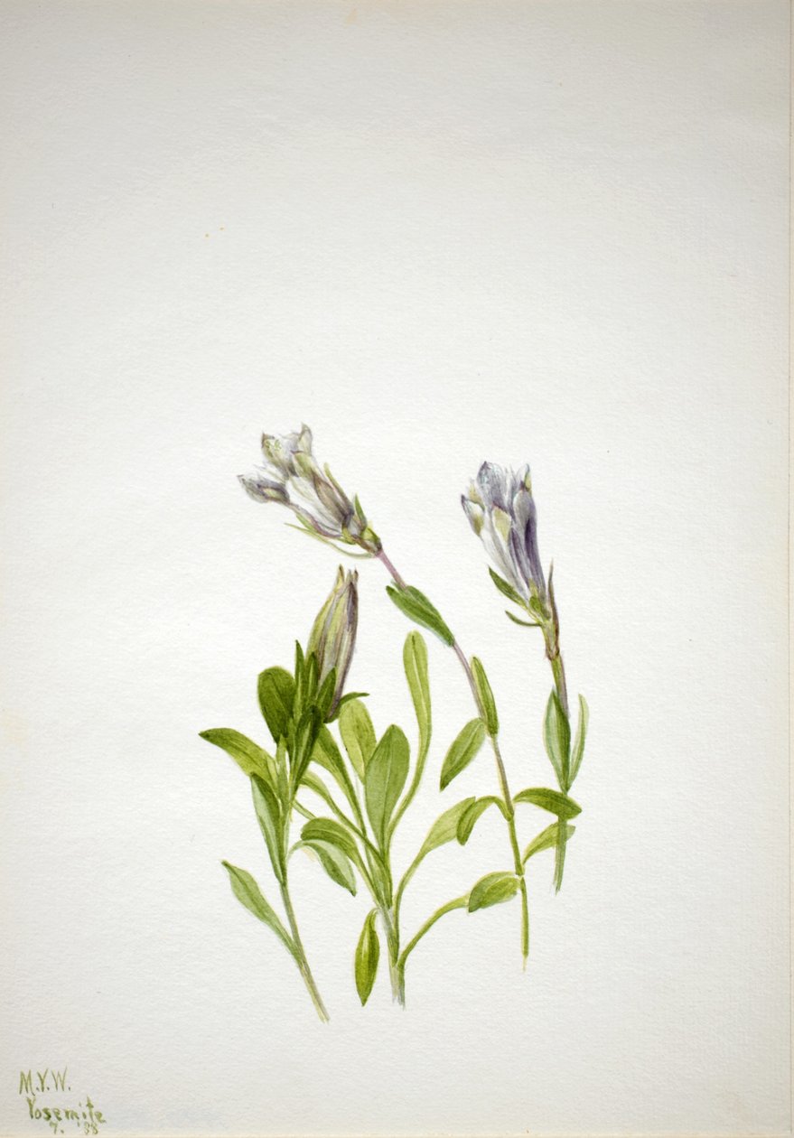  by Mary Vaux Walcott