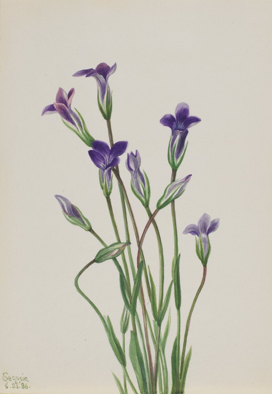 Gentian Gentiana holopetala, 1936. by Mary Vaux Walcott