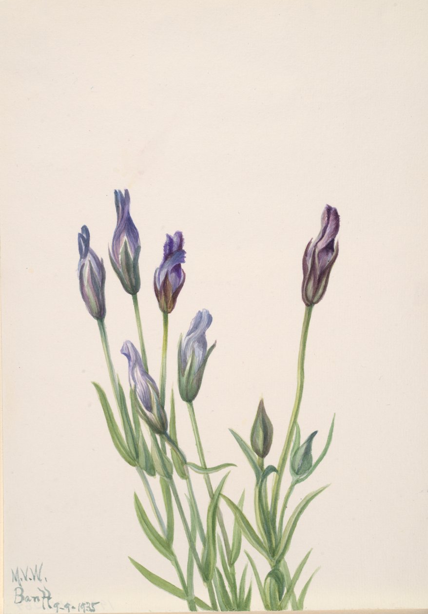 Gentian Gentiana macounii, 1935. by Mary Vaux Walcott