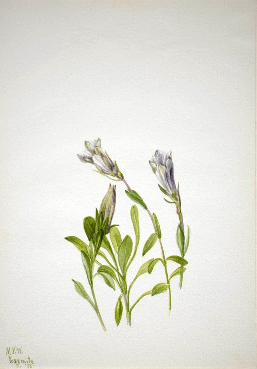 Gentian Gentiana ahududu, 1938. by Mary Vaux Walcott