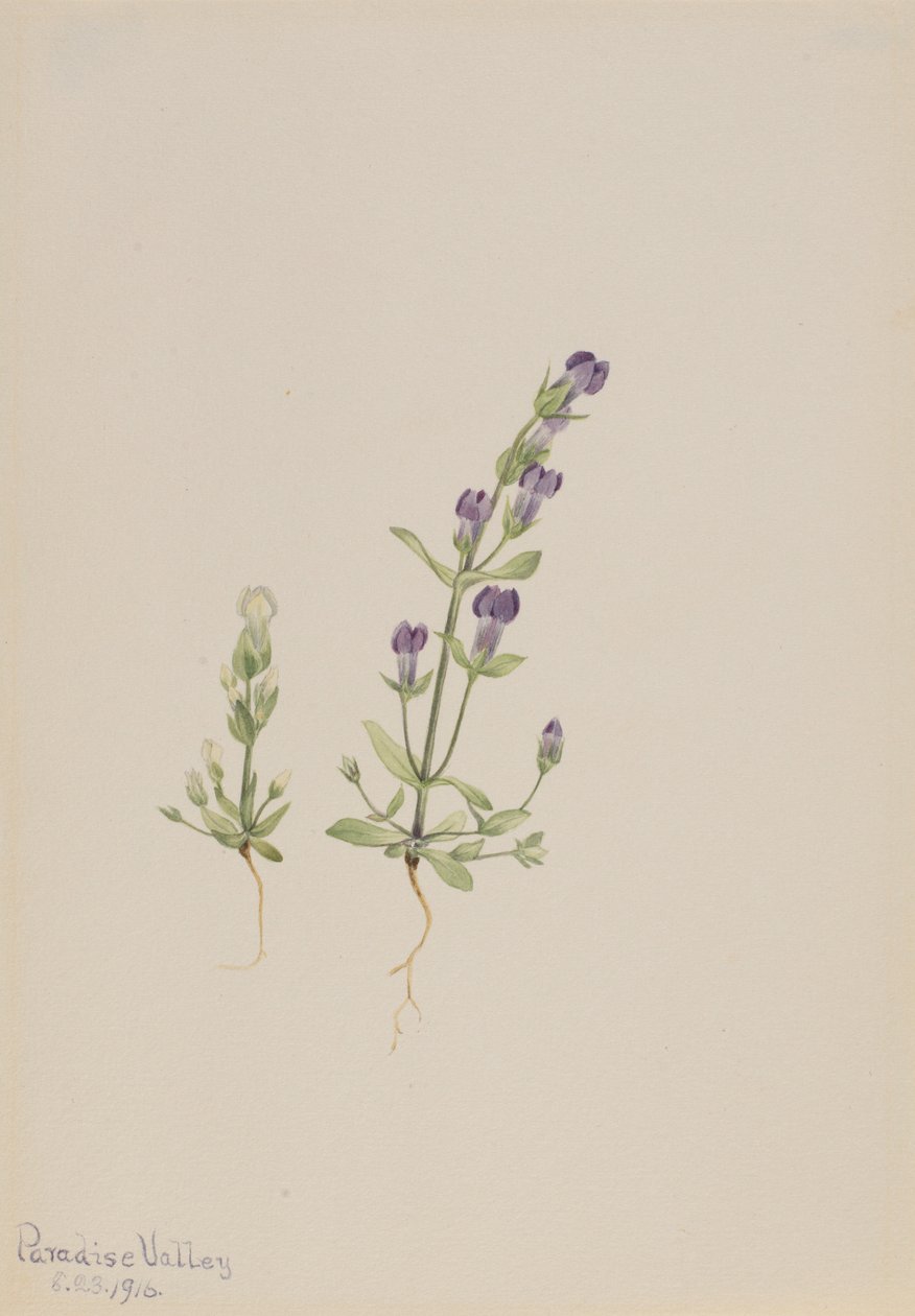  by Mary Vaux Walcott