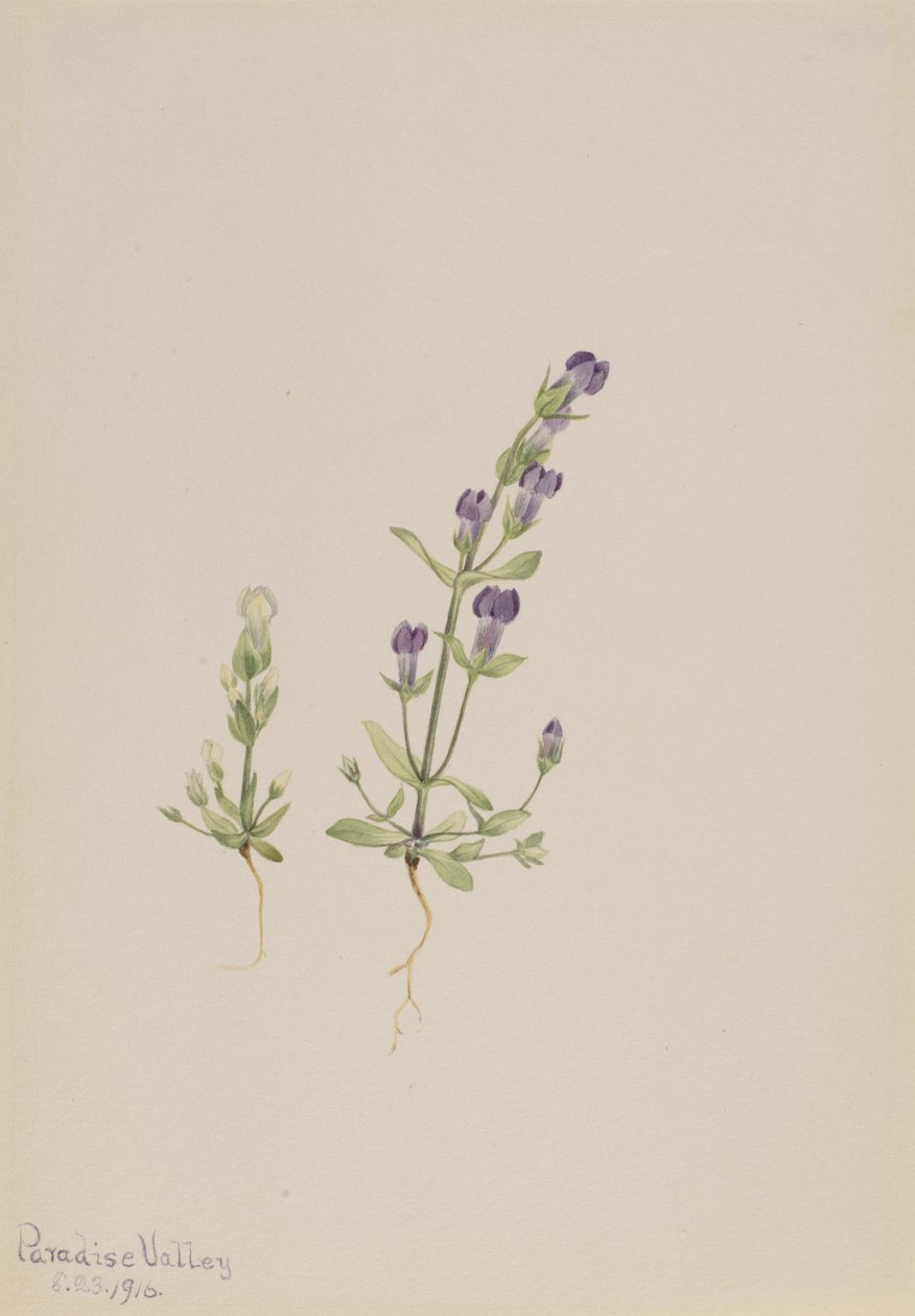 Gentiana propingua, 1916 by Mary Vaux Walcott
