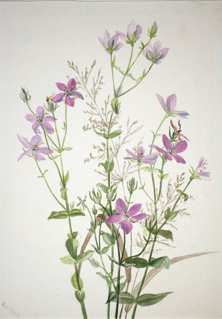  by Mary Vaux Walcott
