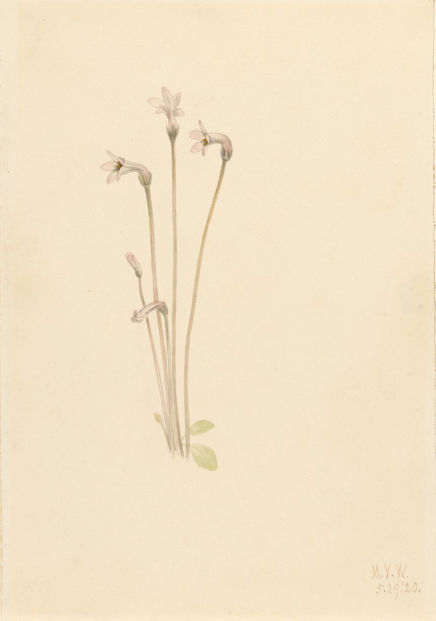  by Mary Vaux Walcott