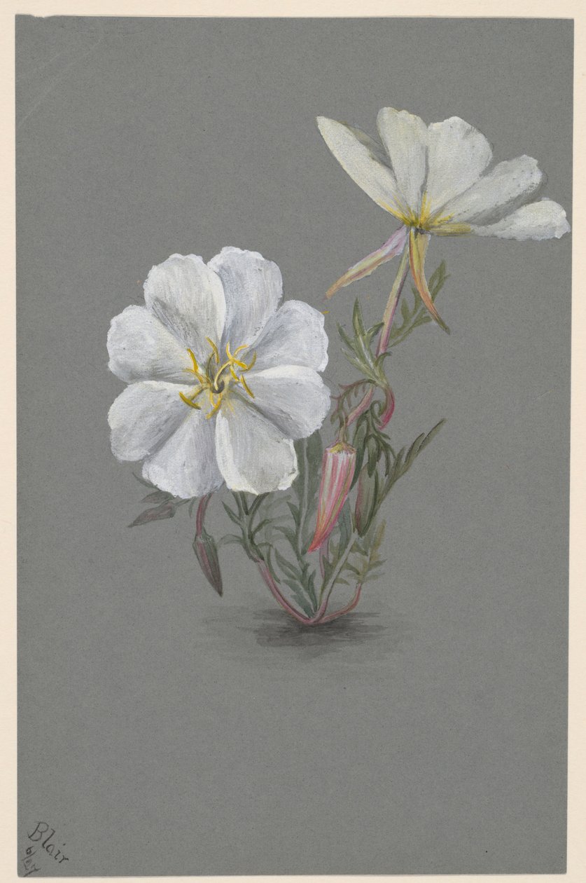  by Mary Vaux Walcott