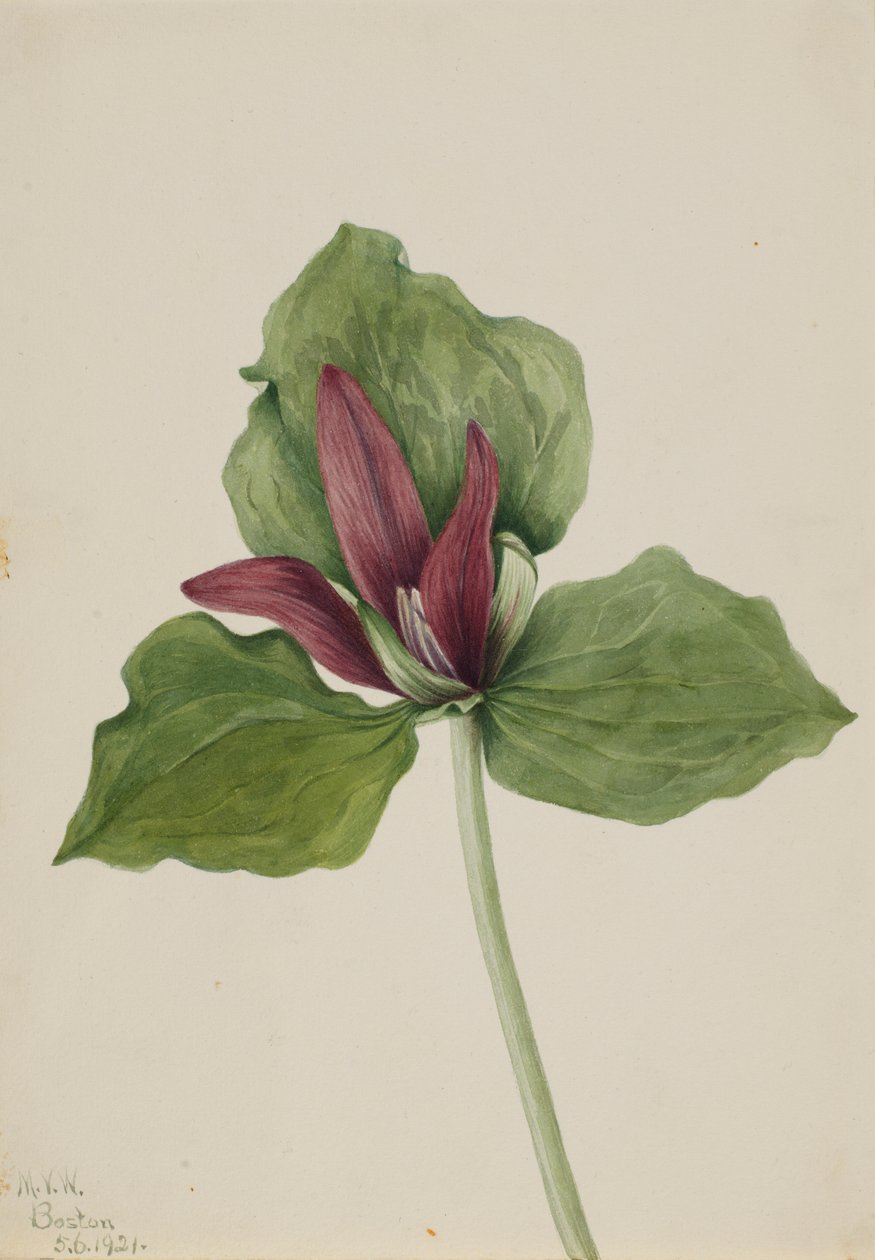  by Mary Vaux Walcott