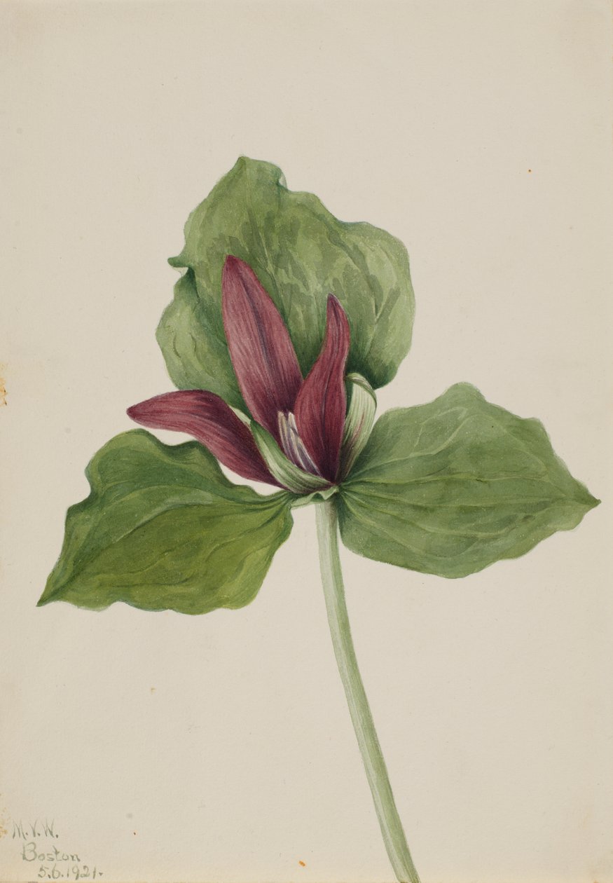 Dev Trillium Trillium chloropetalum, 1921. by Mary Vaux Walcott