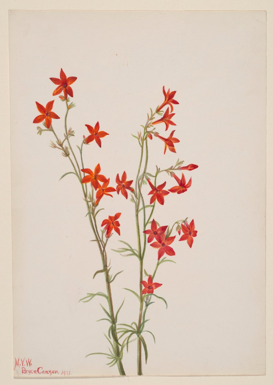  by Mary Vaux Walcott