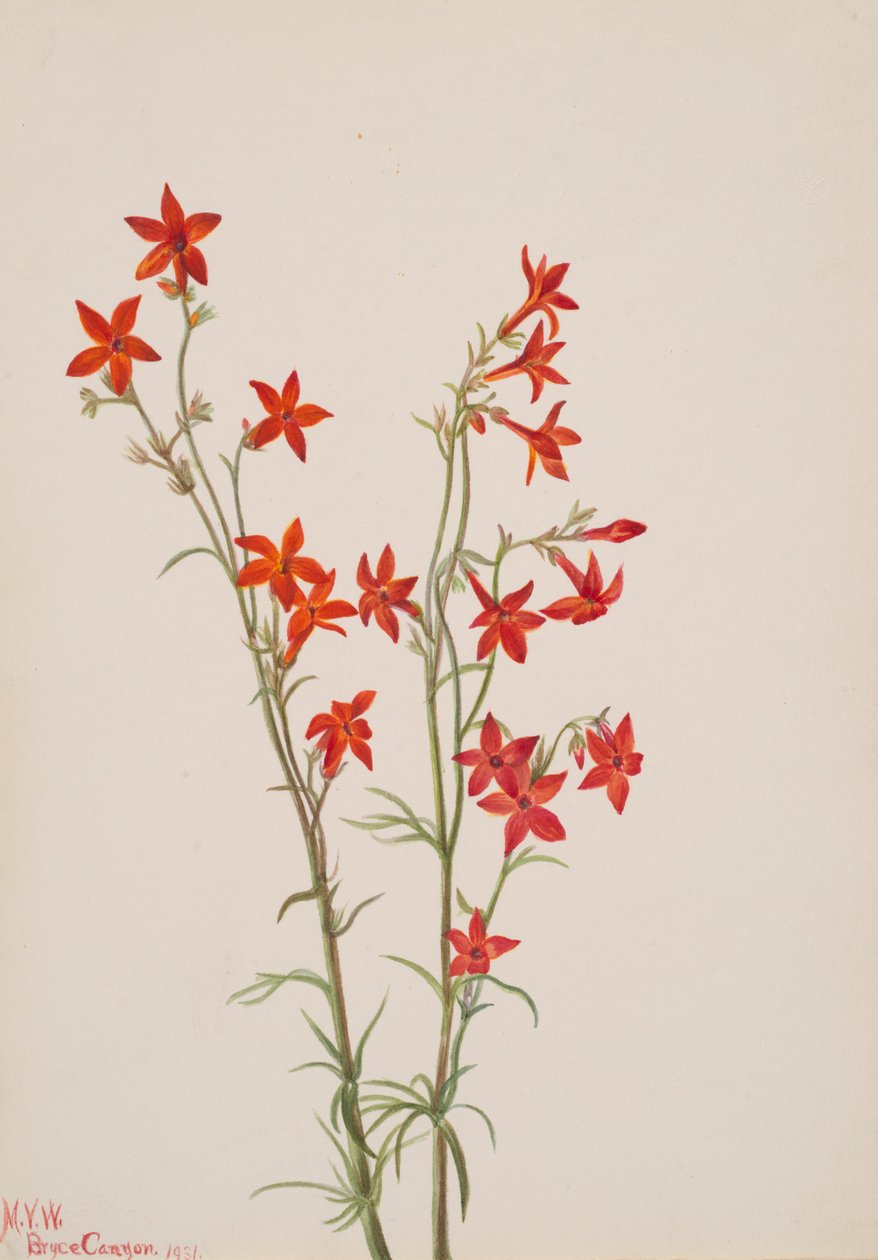 Gilia arizonica, 1931. by Mary Vaux Walcott