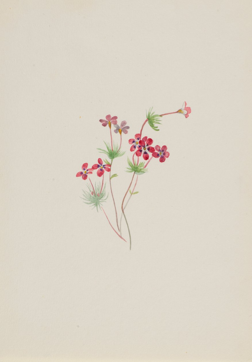  by Mary Vaux Walcott