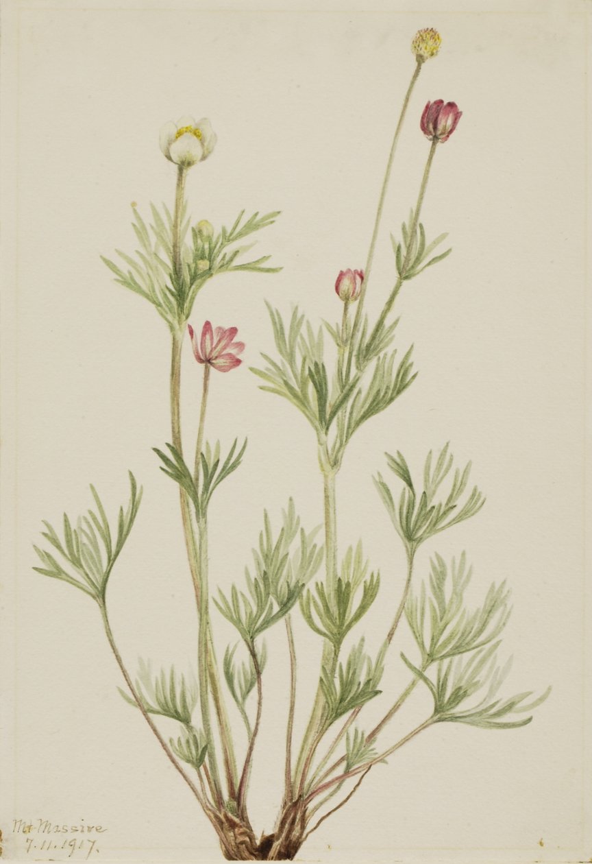  by Mary Vaux Walcott