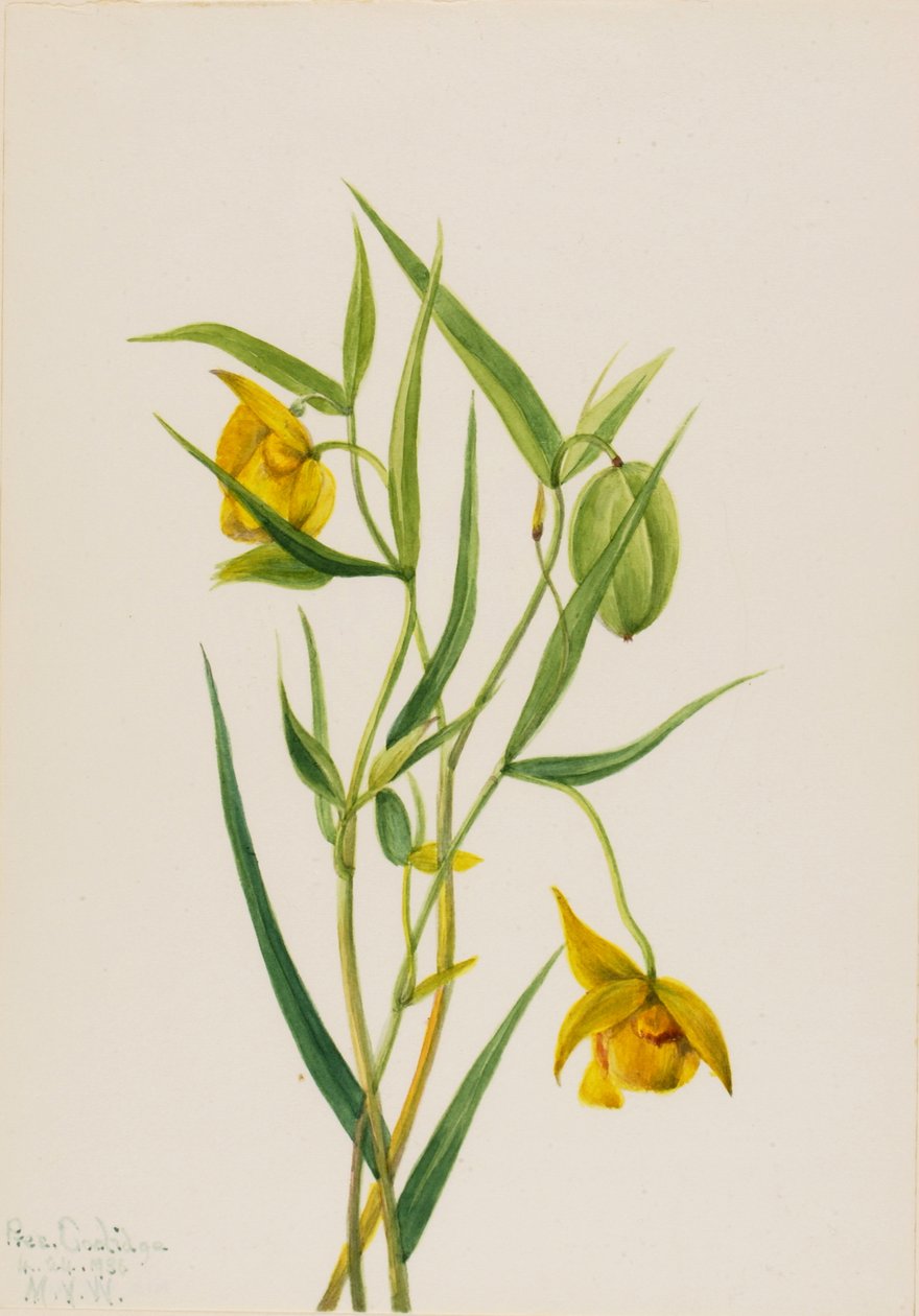 Altın Peri Fener Calochortus amabilis, 1936 by Mary Vaux Walcott