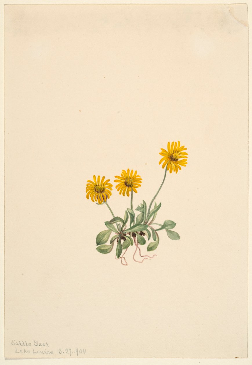  by Mary Vaux Walcott