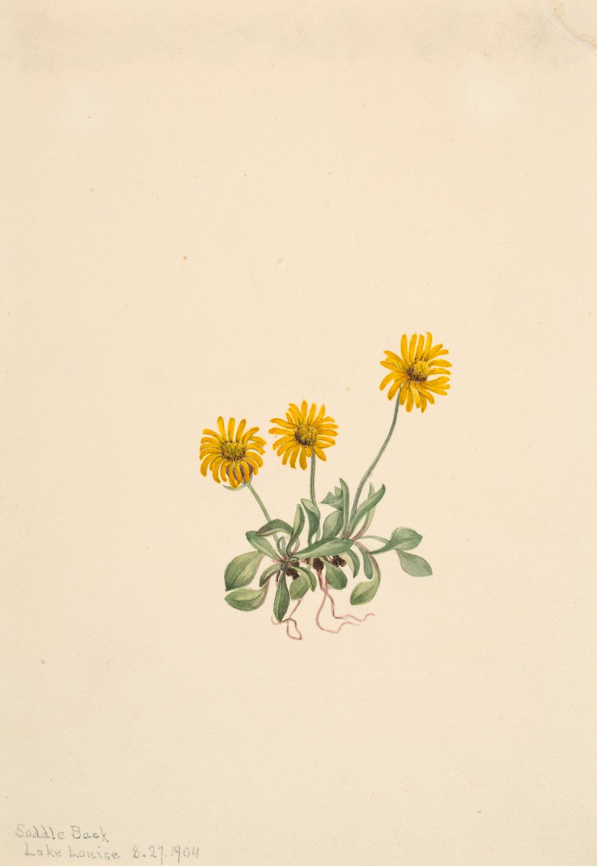 Altın Fleabane Erigeron aureus, 1904 by Mary Vaux Walcott