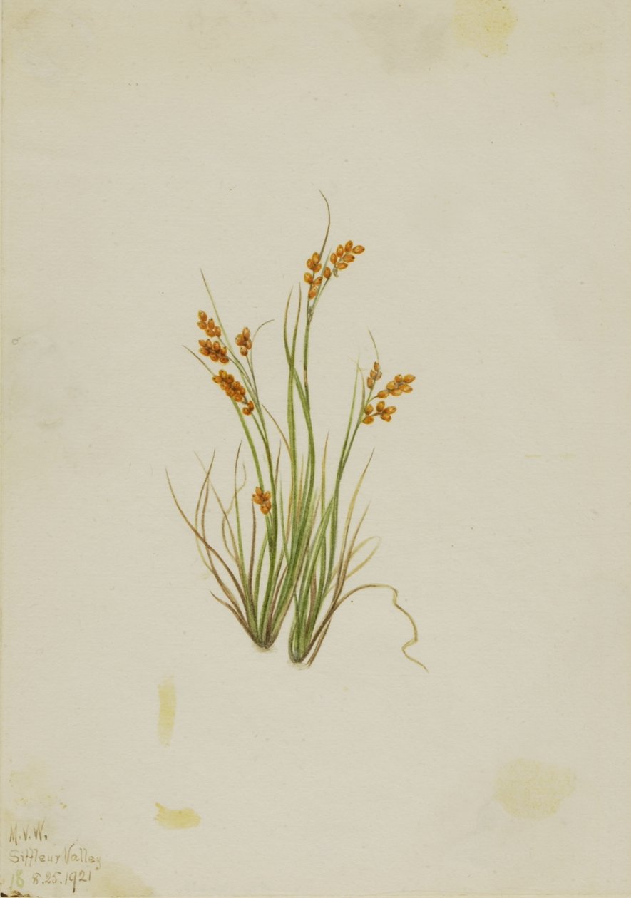  by Mary Vaux Walcott