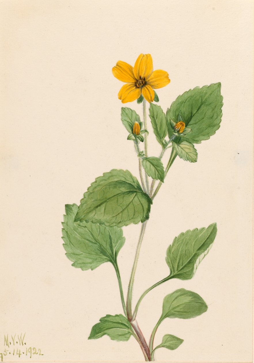  by Mary Vaux Walcott