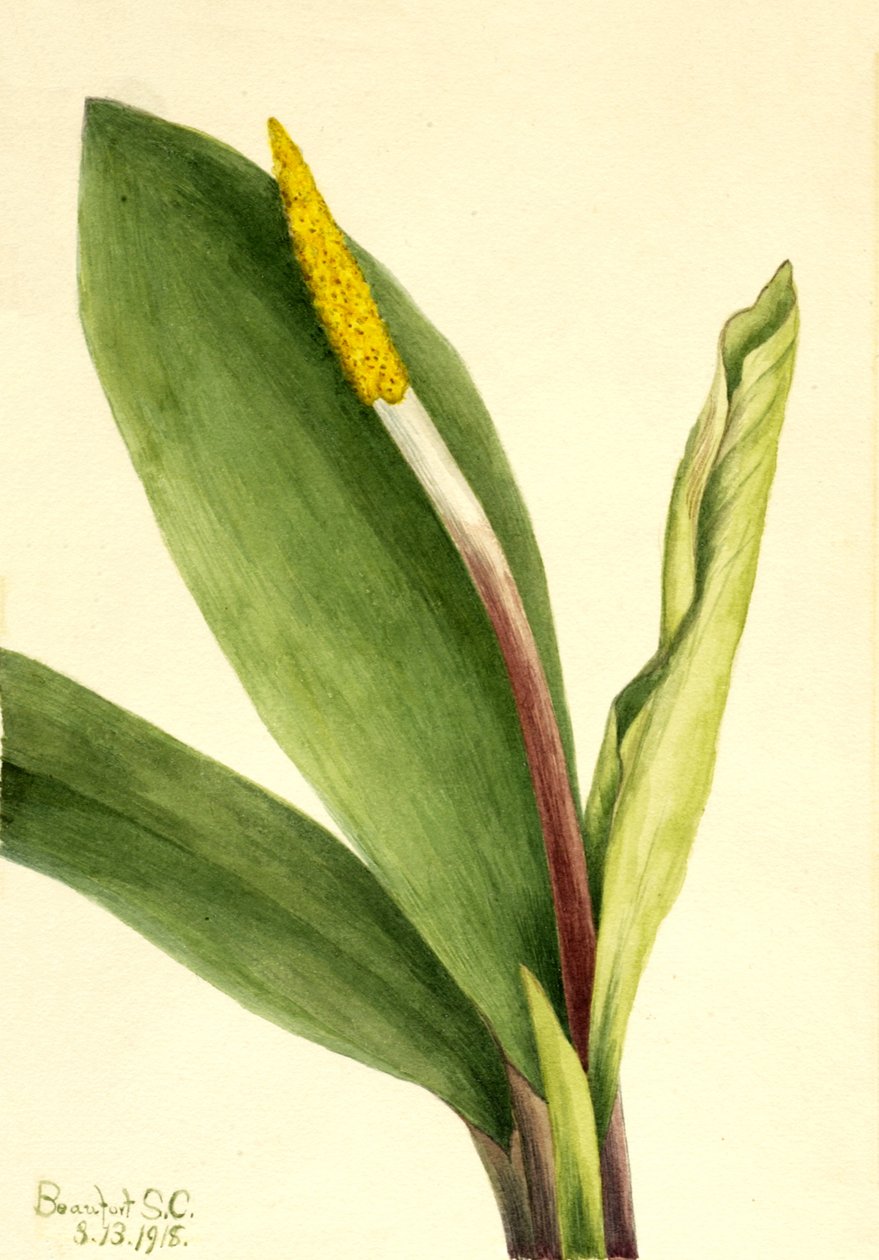 Goldenclub Orontium aquaticum, 1918 by Mary Vaux Walcott