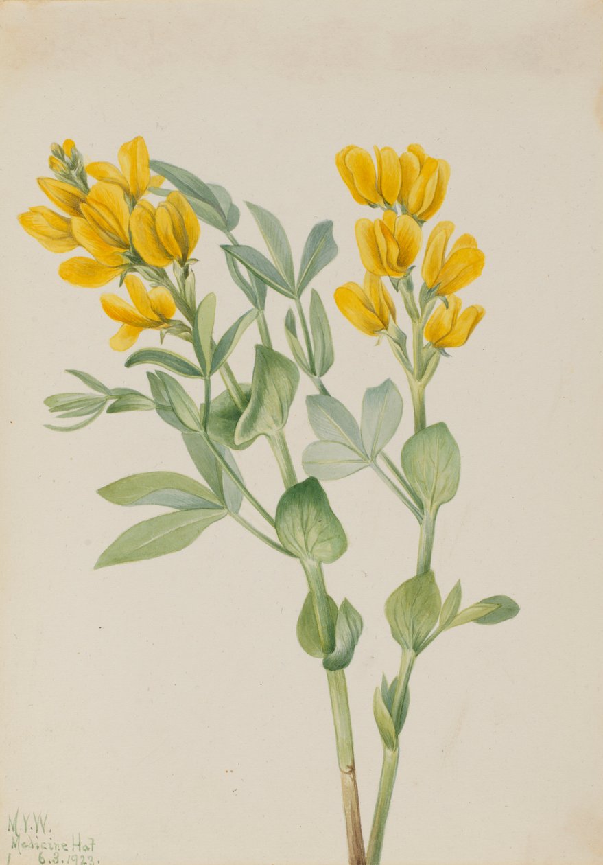  by Mary Vaux Walcott