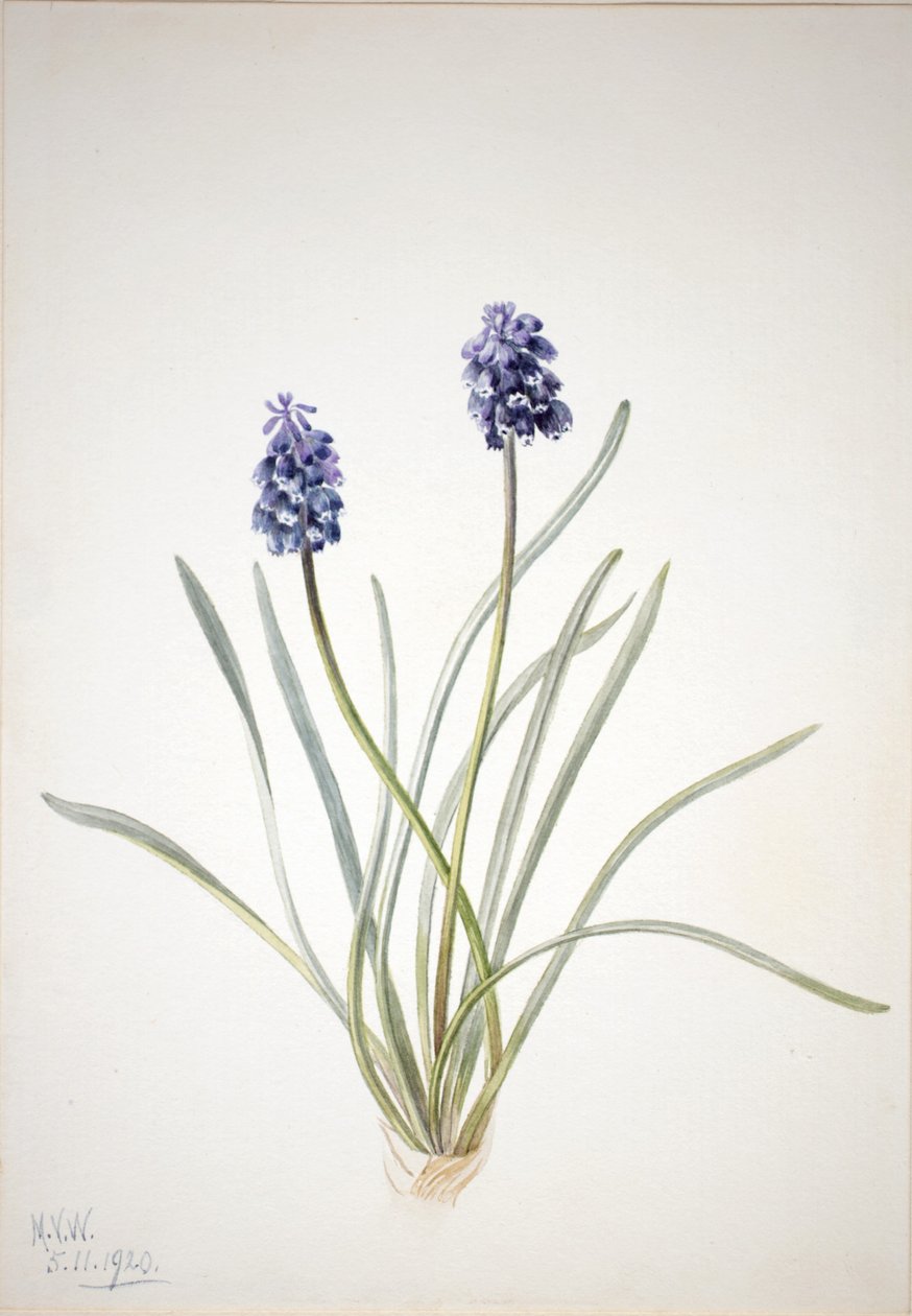  by Mary Vaux Walcott