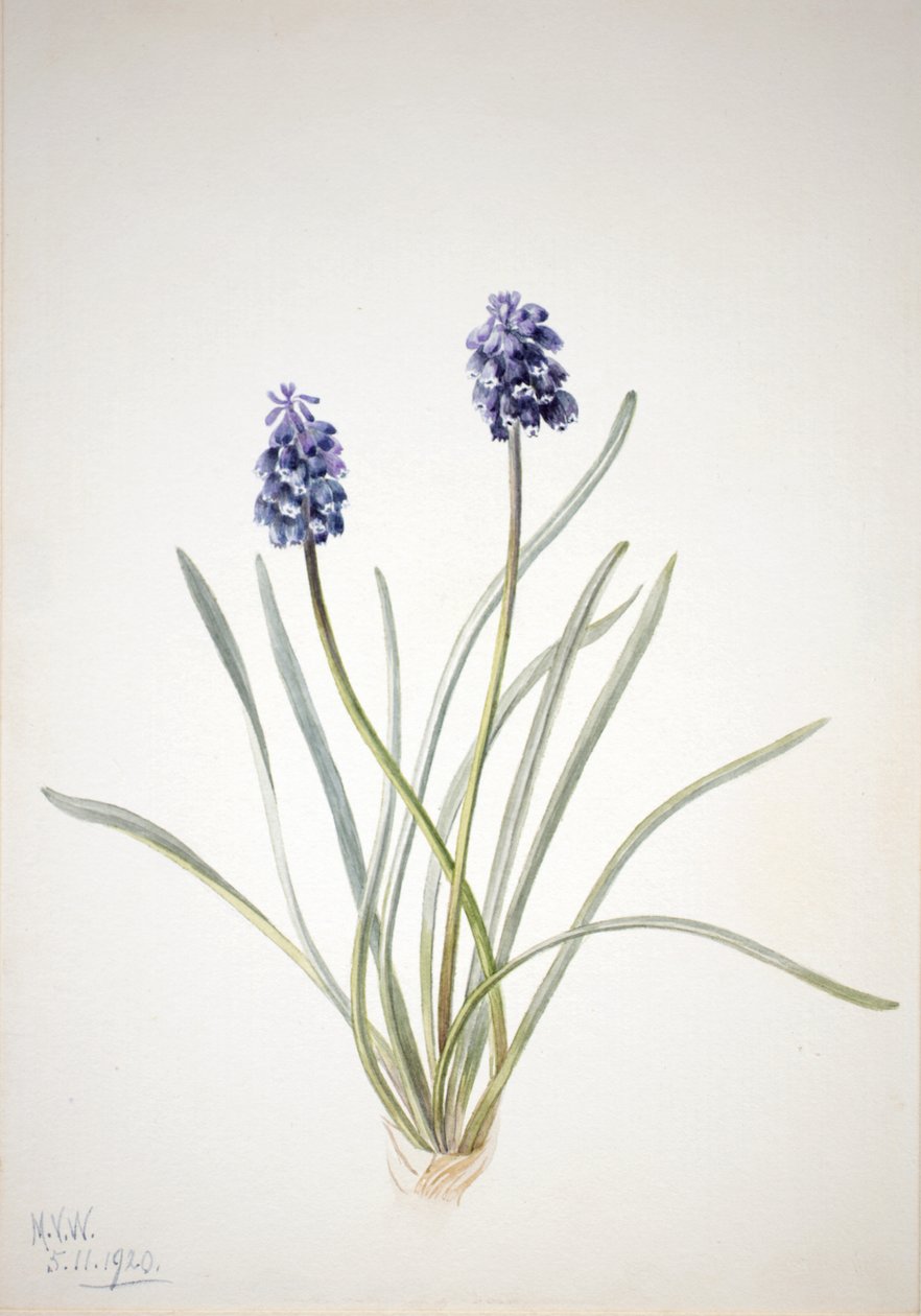 Üzüm Sümbül Muscari racemosum, 1920 by Mary Vaux Walcott