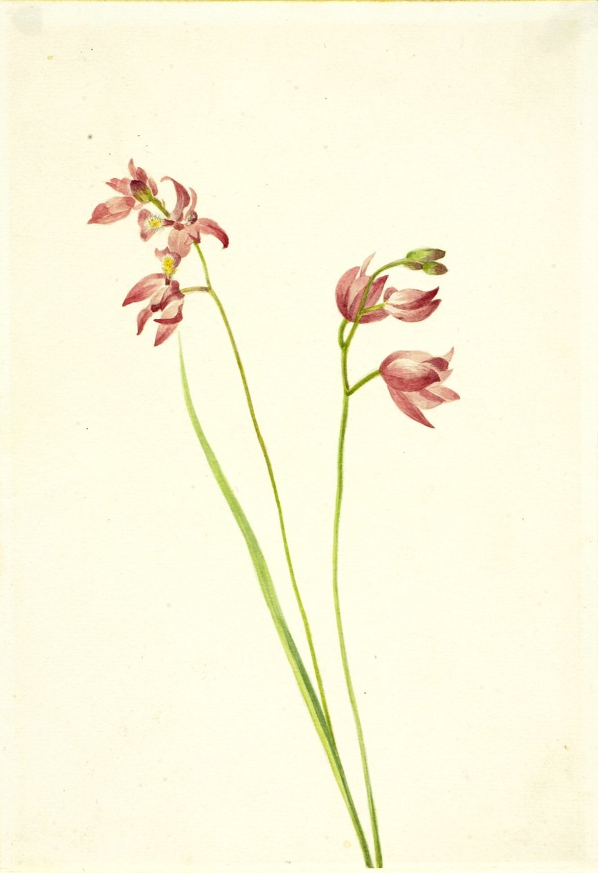 by Mary Vaux Walcott