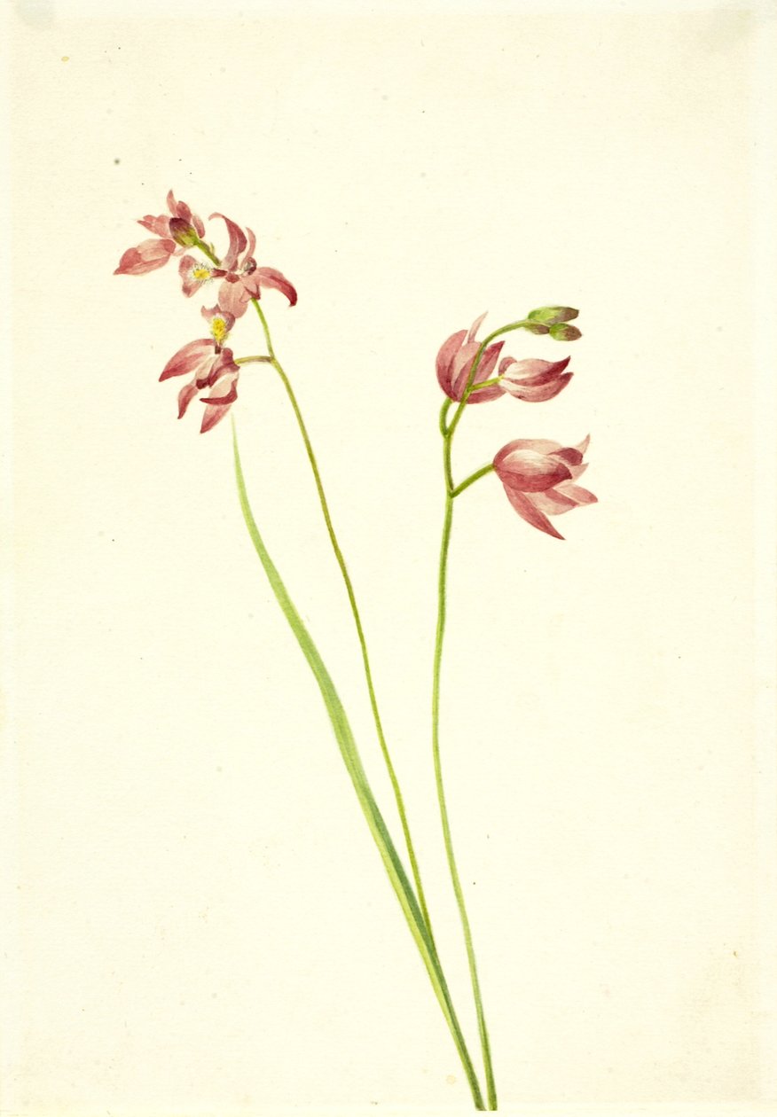 Pembe Çim-Orkide Limodium tuberosum, n.d. by Mary Vaux Walcott