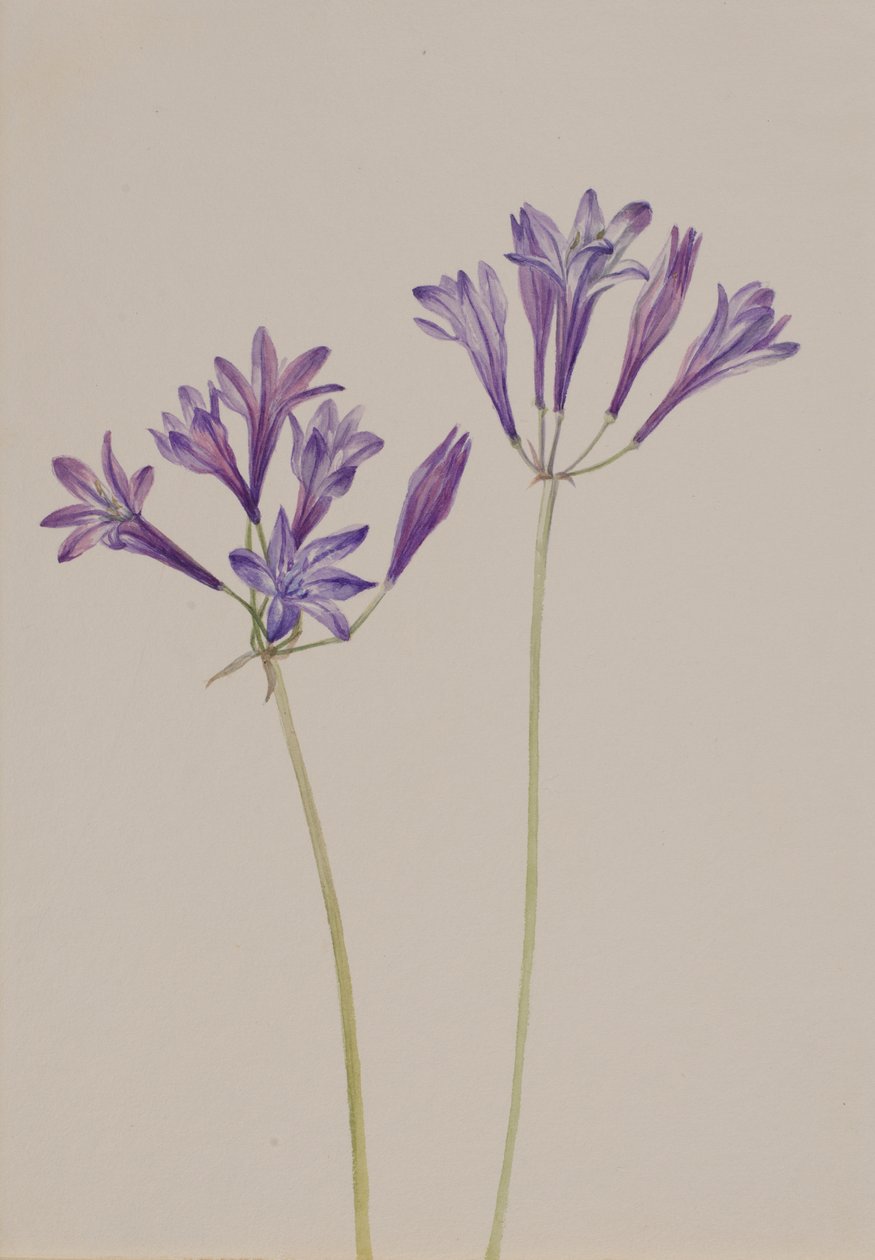 Çim Fıstığı Brodiaea laxa, 1933. by Mary Vaux Walcott
