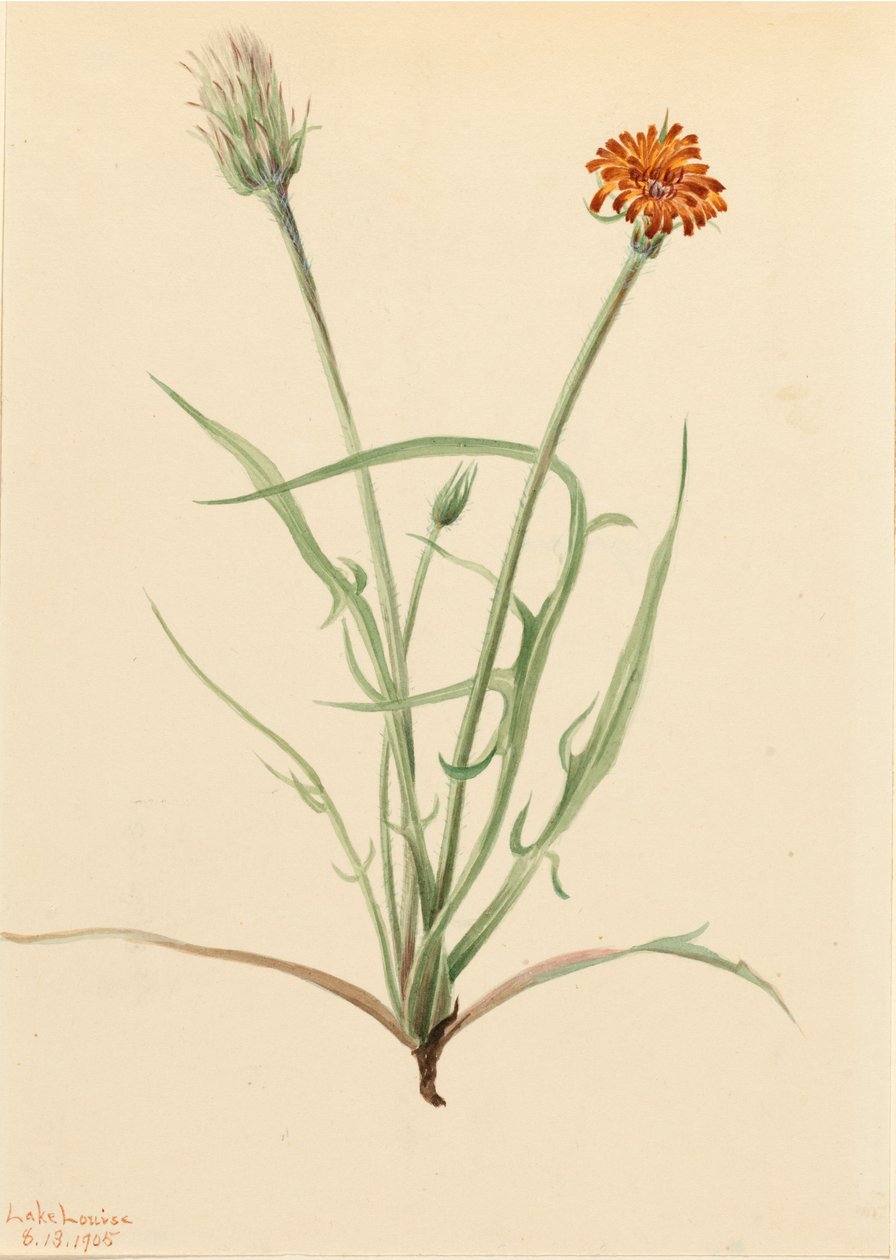 Çim yaprağı Agoseris Agoseris graminifolia, 1905 by Mary Vaux Walcott